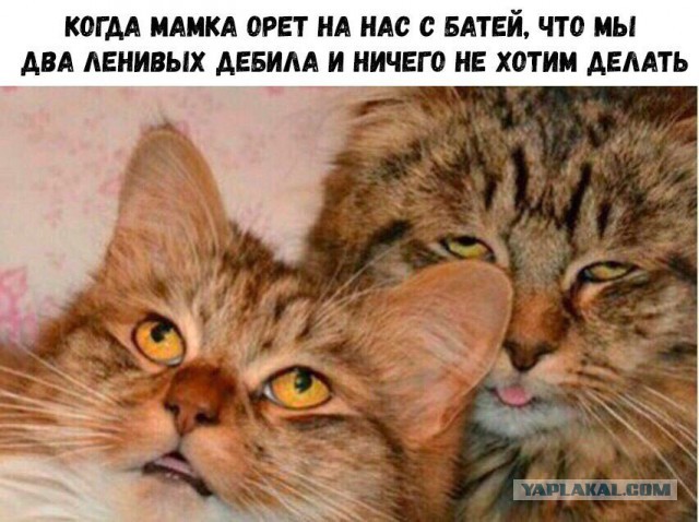 Картинки юморные и тексты 10.10