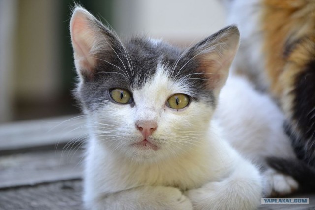 Котовторник на середину июня