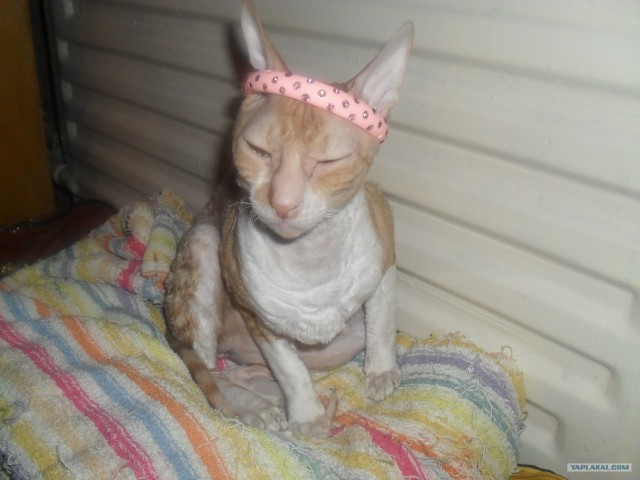 Котовторник с Кузей