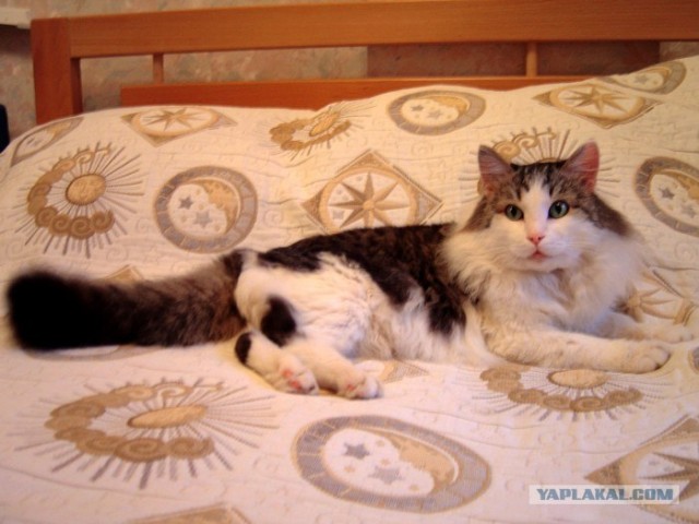 Котовторник 17 января