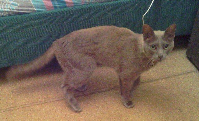 Котовторник (28.02.2012)
