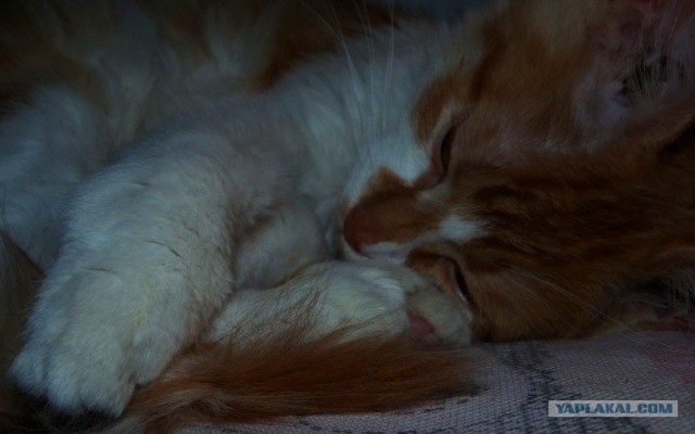Котовторник  17.07.2012