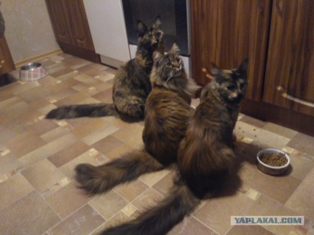 20 снимков с кисточками, доказывающих, что прекраснее мейн-кунов могут быть лишь котята мейн-кунов