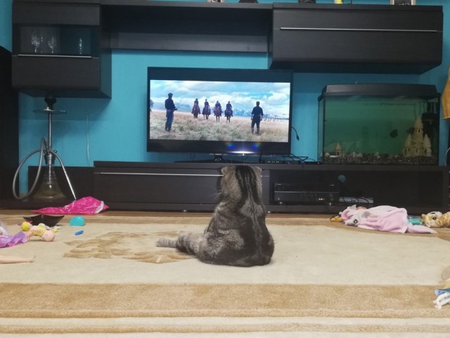 Прикольных котов пост