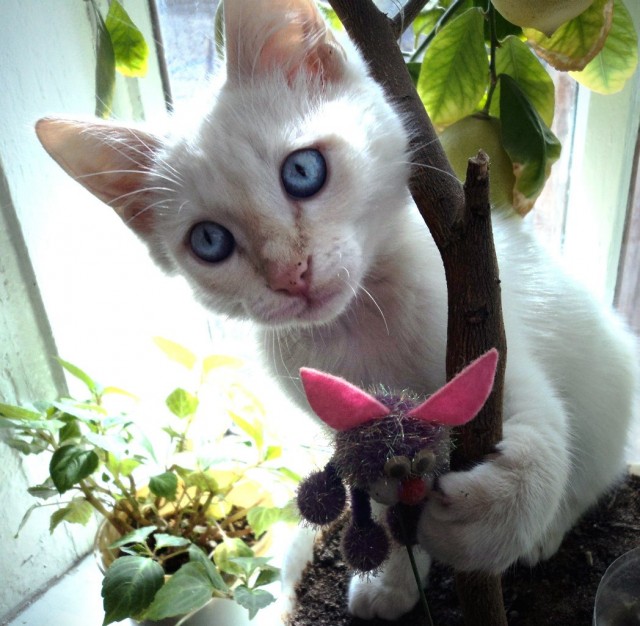 Котовторник 29.01.2013