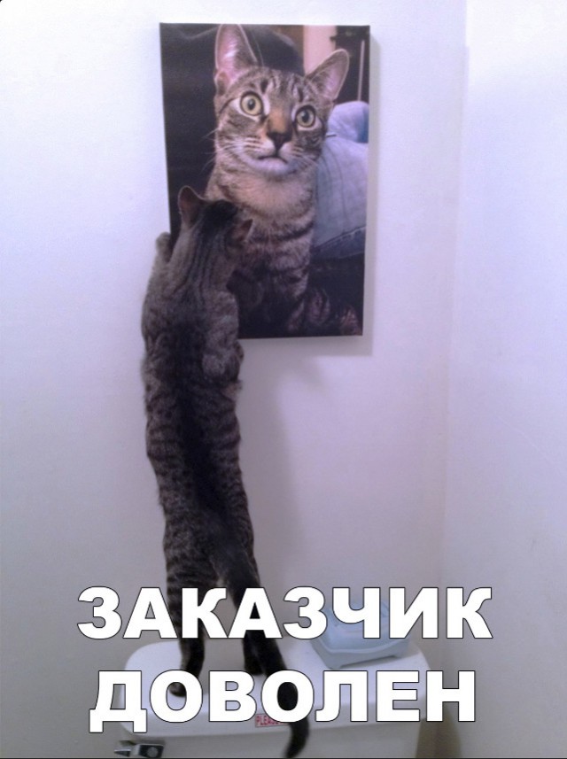 Забавные фото котеек