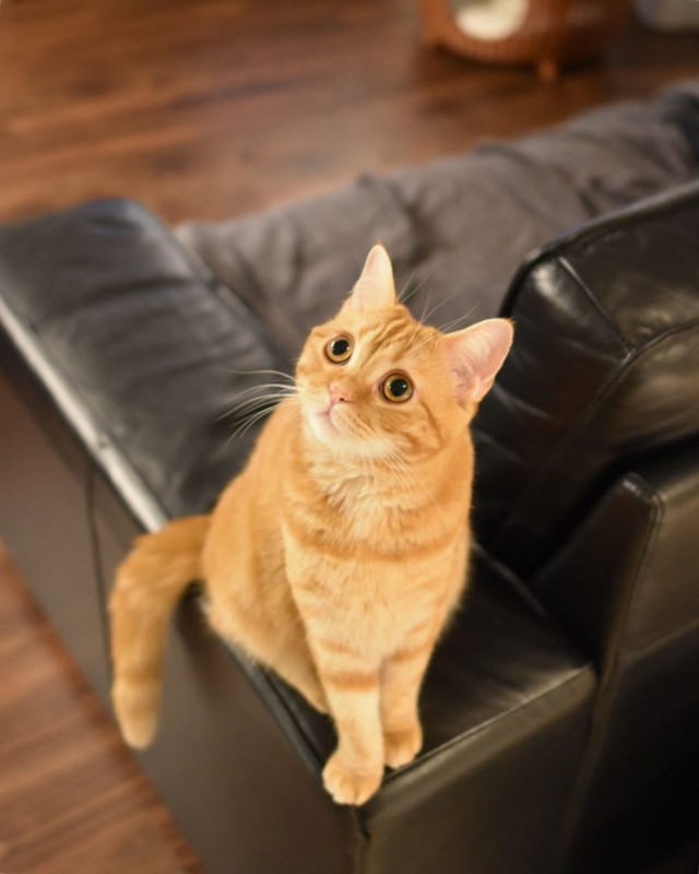 Котовторник однако