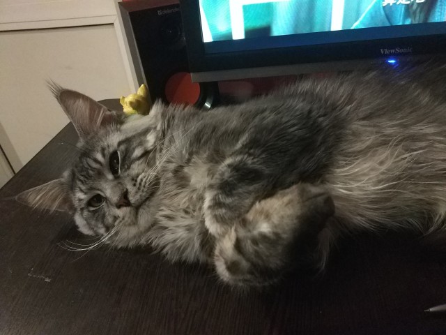 Котовторник  06.08.2019