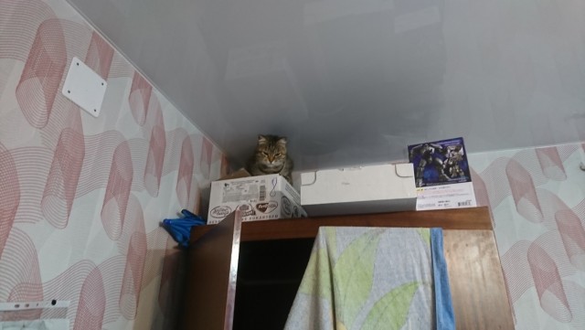 Забавные фото котеек