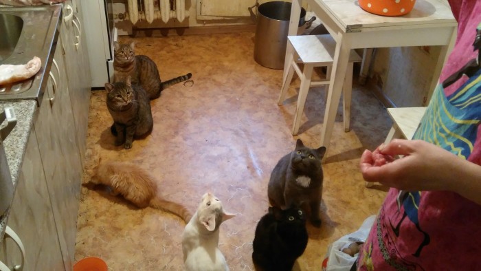 Котовторник *новогодний* 31/12/2019