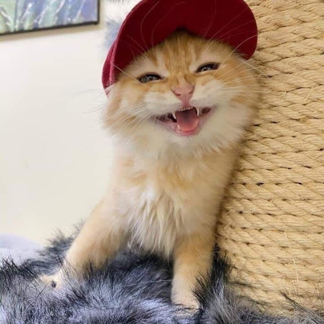 Котофеев пост