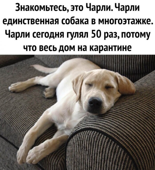 Выгуливавшего собаку москвича забрали в полицию без пса