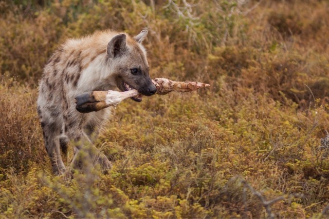 Бурая гиена: во что превращается животное, если ест только останки ﻿
