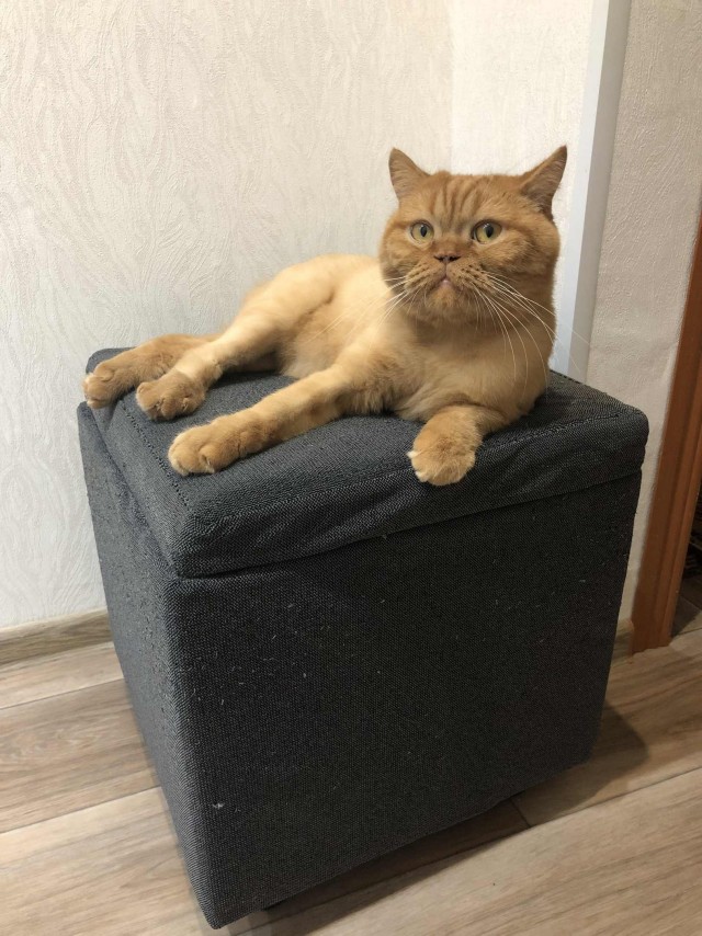 Эти забавные животные