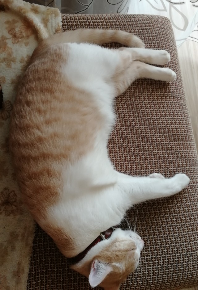 Всех с праздничком, но про котовторник не забываем))