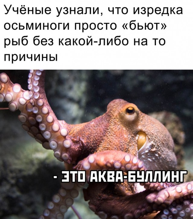 Весёлый полтишок 19.03