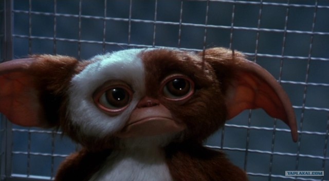 Грустный обиженный котёнок