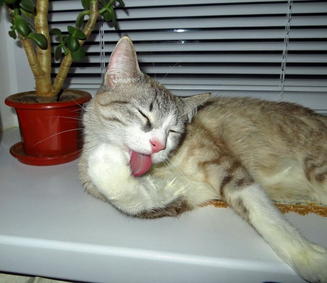 Хоба! Котовторник!