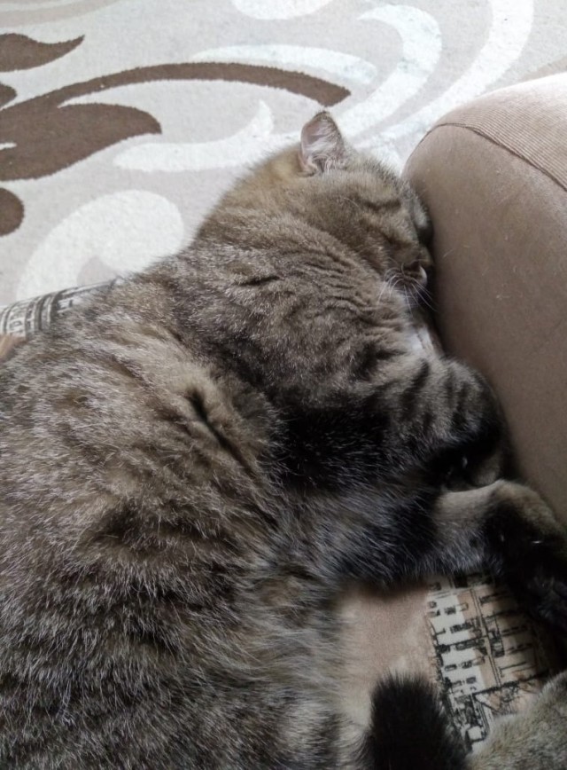 Кошка Варя
