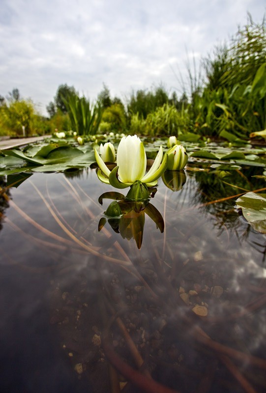 Парк водных растений
