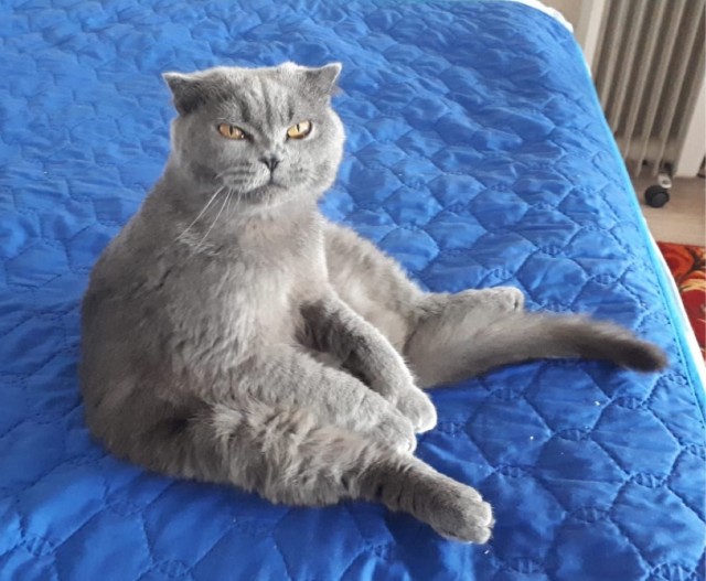 Ну, поехали в котоввторник!