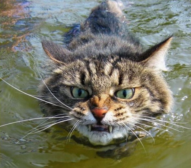 Котовторник! Пара фоток суровых котов.