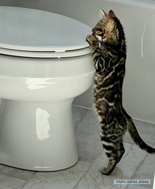 Начну котовторник чуть раньше!