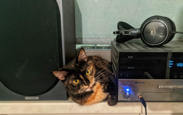 Котовторнику посвящается