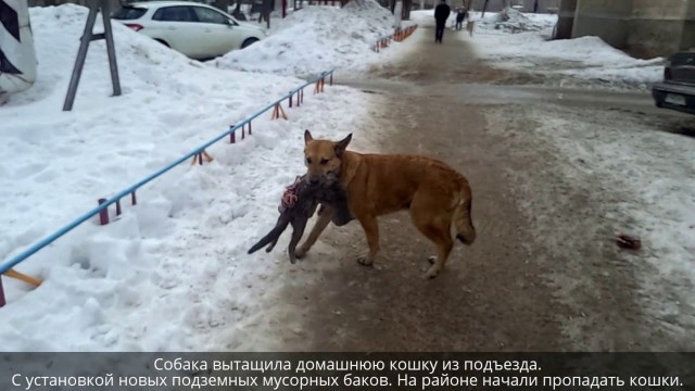 Митинг против бродячих собак в Астрахани