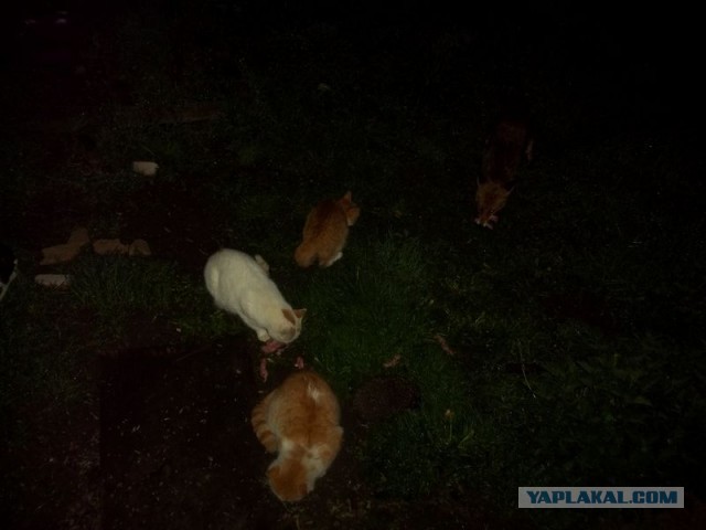 Жизнь домашнего приюта для котеек 444