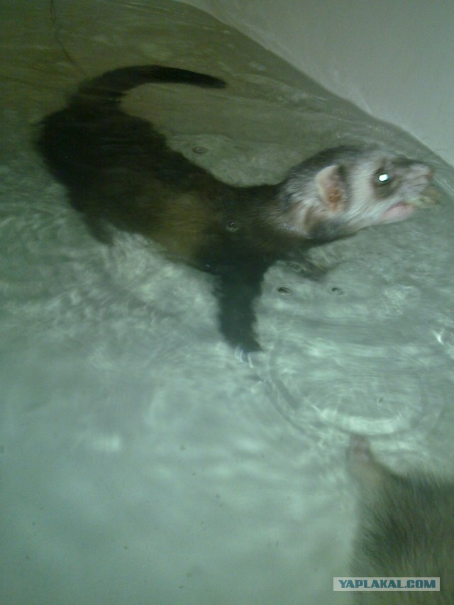 Новорожденные хорята (видео)