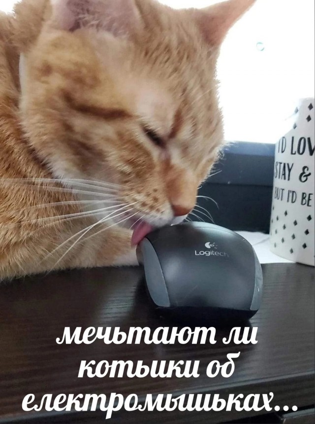 Нуштош 06.07.2023
