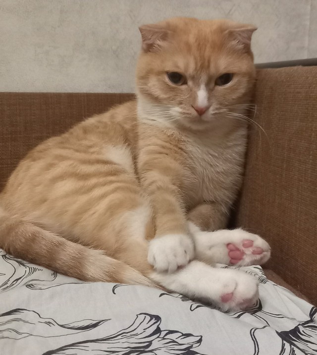Мой повелитель
