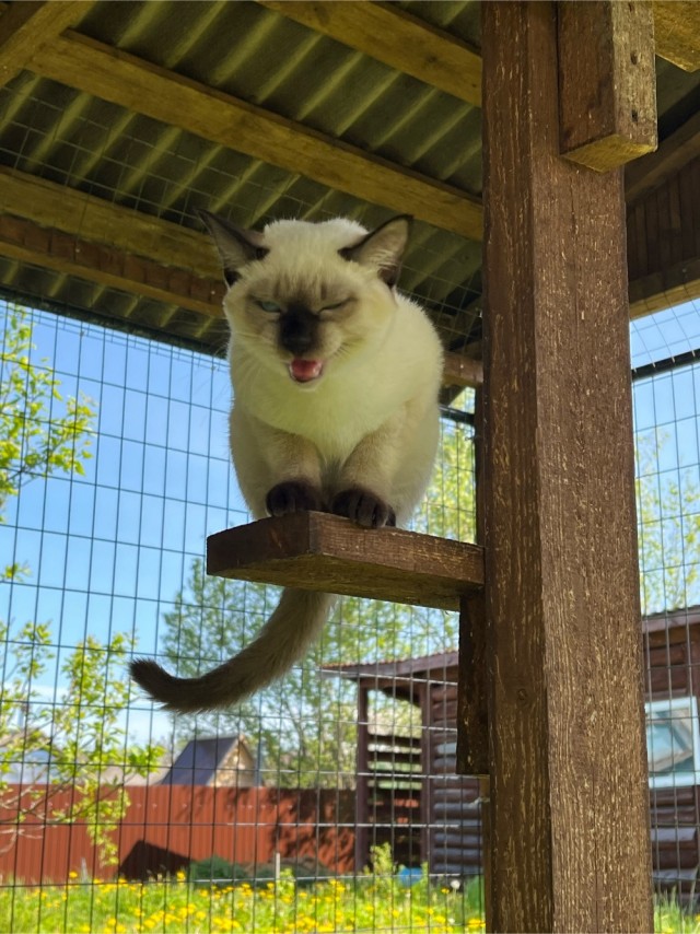 У нас появился кот