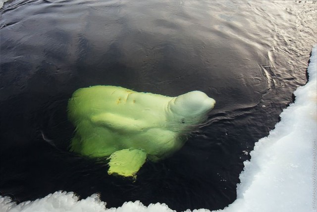 Как мы кормили белуху