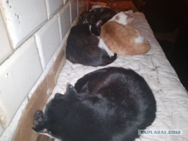 Жизнь домашнего приюта для котеек 473