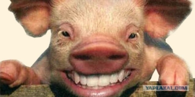 Едят ли чуробасы свинину?