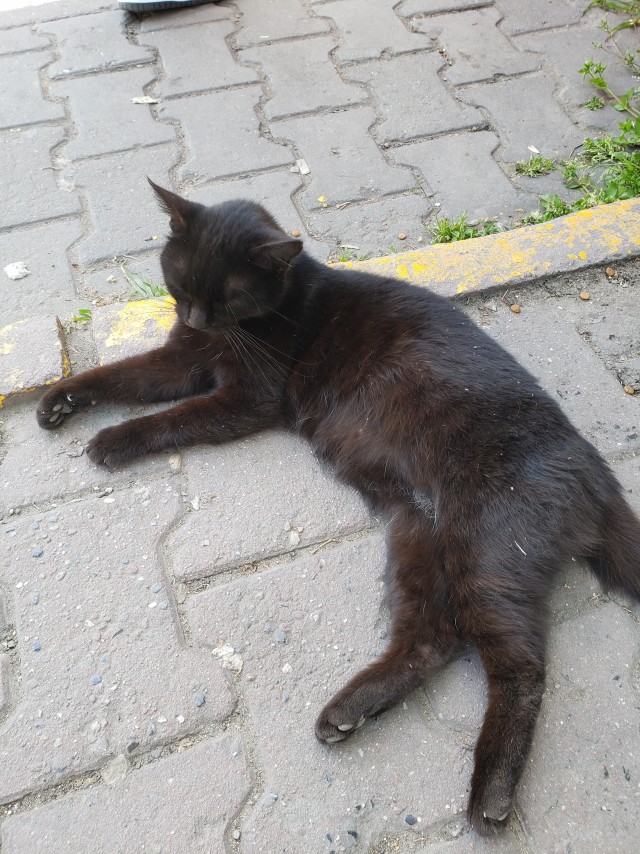 Стамбульские котики