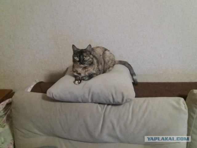 Котовторник