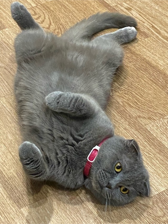 Котовторник