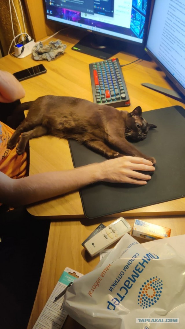 Котовторник. Мой котан