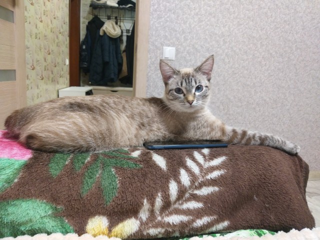 Котовторник же!