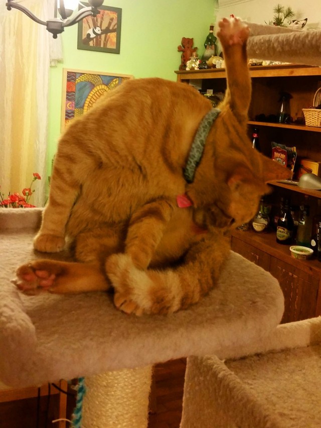 Котэ, совэ и все-все-все