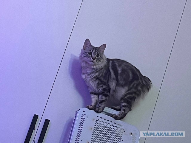 Ну а что? Мне понравилось...