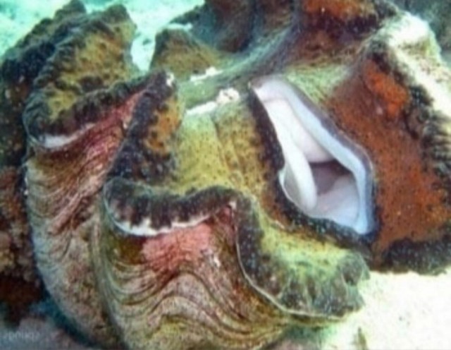 В Техасе мужчина ввел половой член в гигантского моллюска