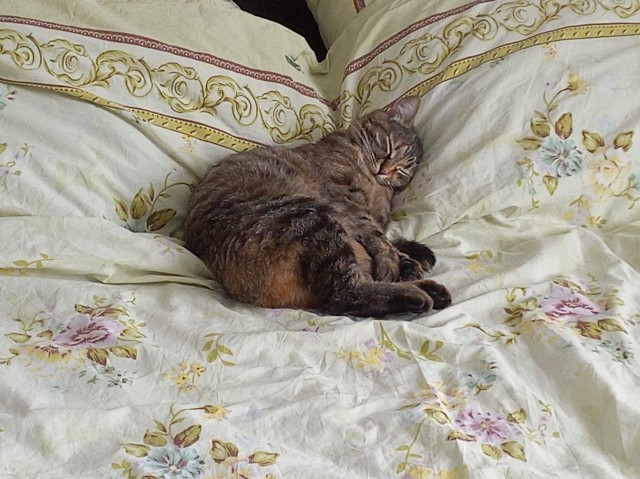 Спящий кот