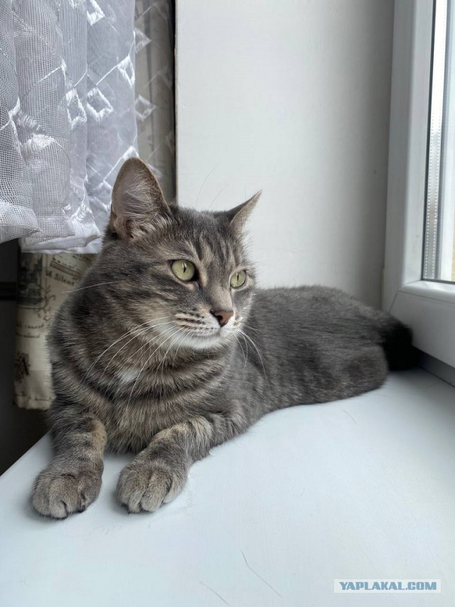 Котовторник