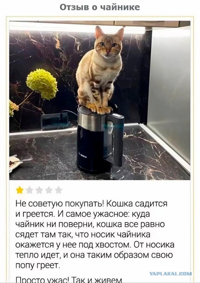 Отзыв на чайник