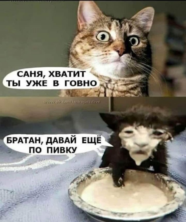 Веселый полтишок (09.07.2025)