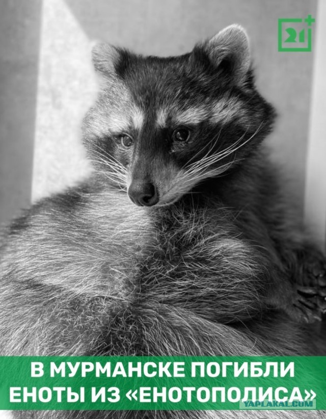 Погибли еноты из «Енотополиса»